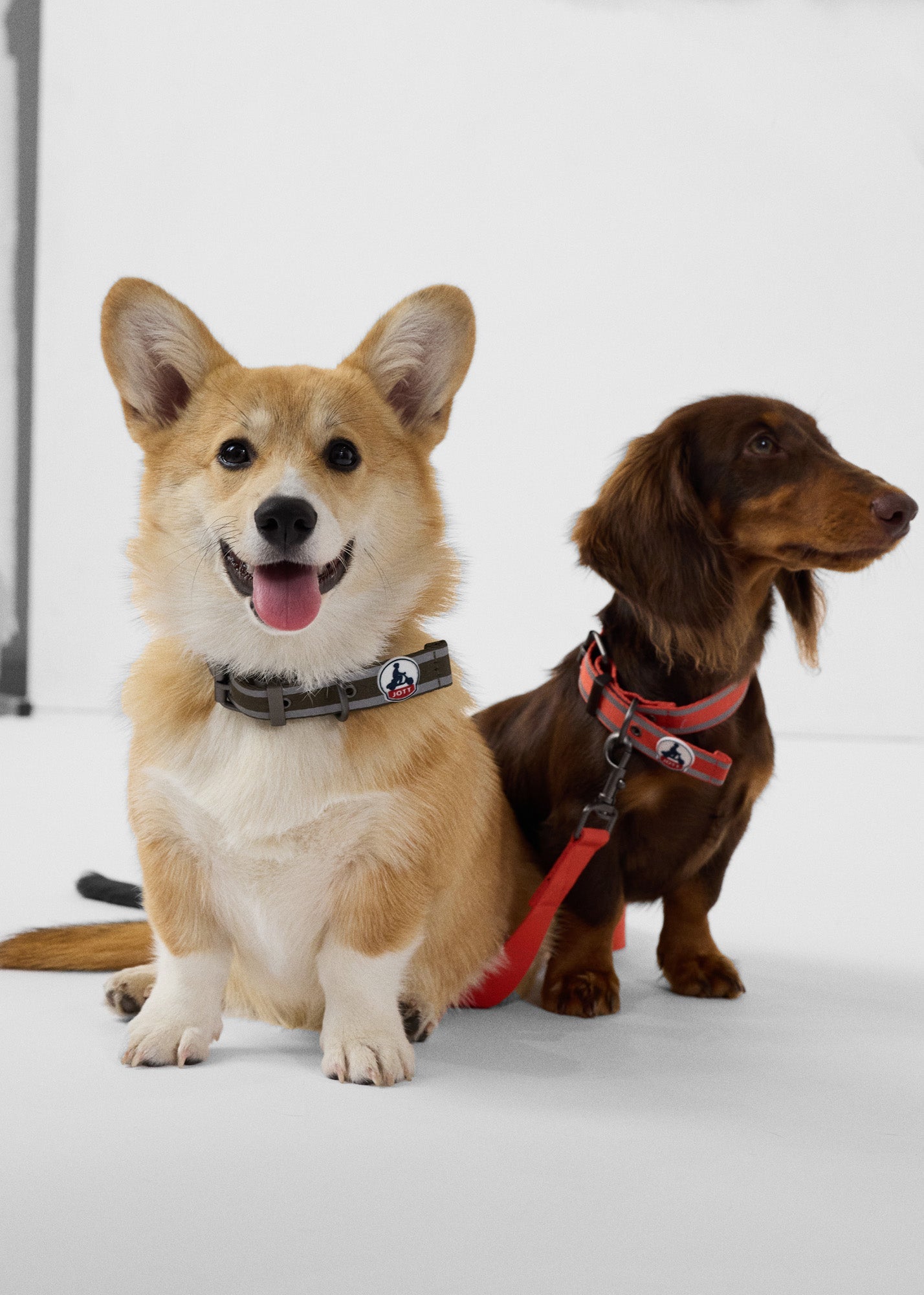 Collier pour chien Army Pancho